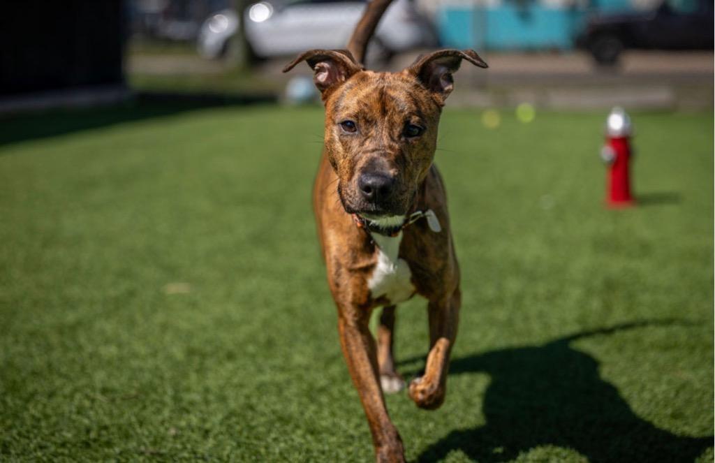 Roxy, a Adoptable mixed breed in Detroit, MI image 2/6