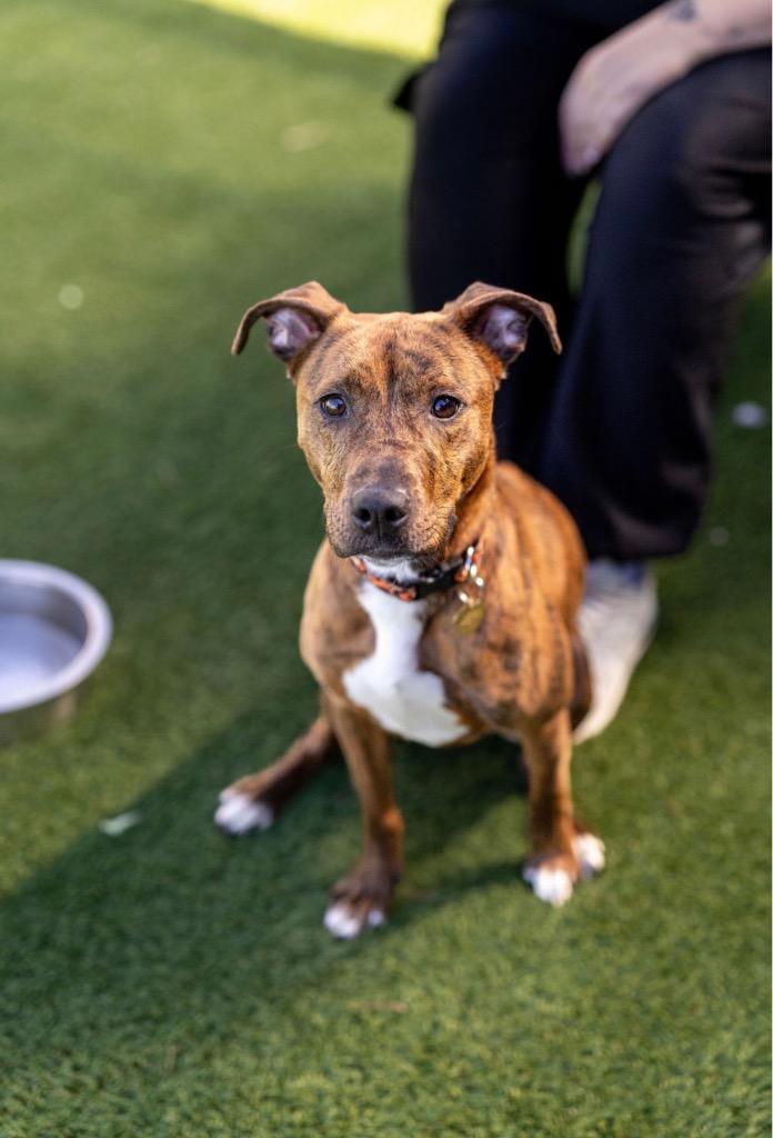 Roxy, a Adoptable mixed breed in Detroit, MI image 3/6