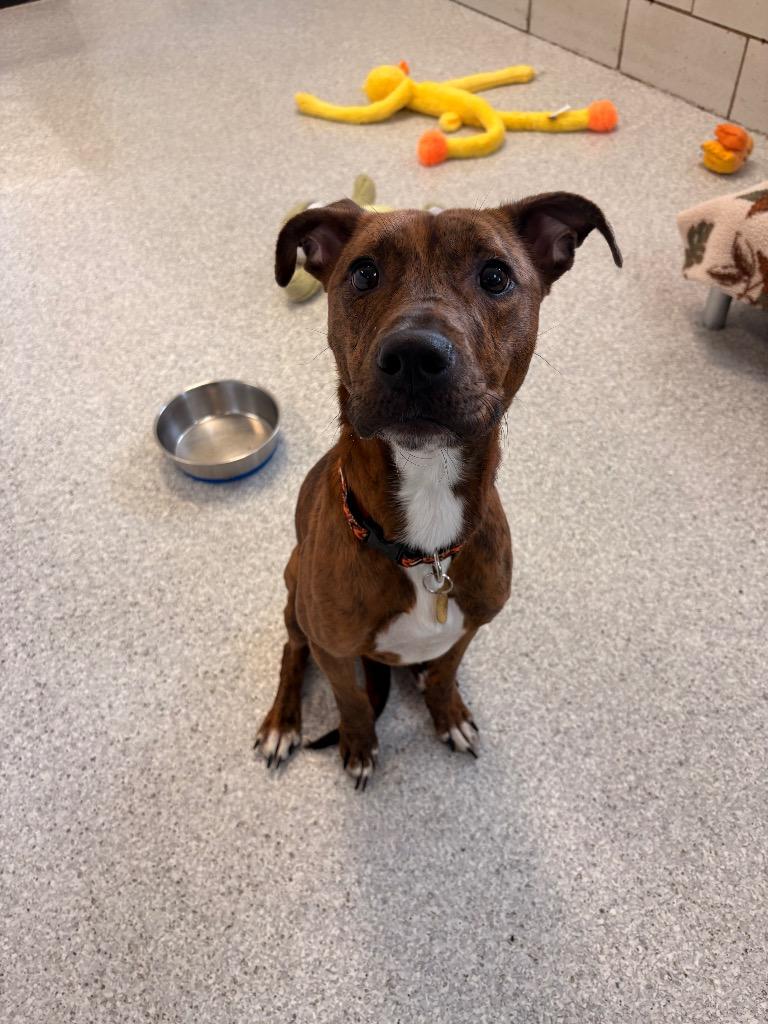Roxy, a Adoptable mixed breed in Detroit, MI image 4/6