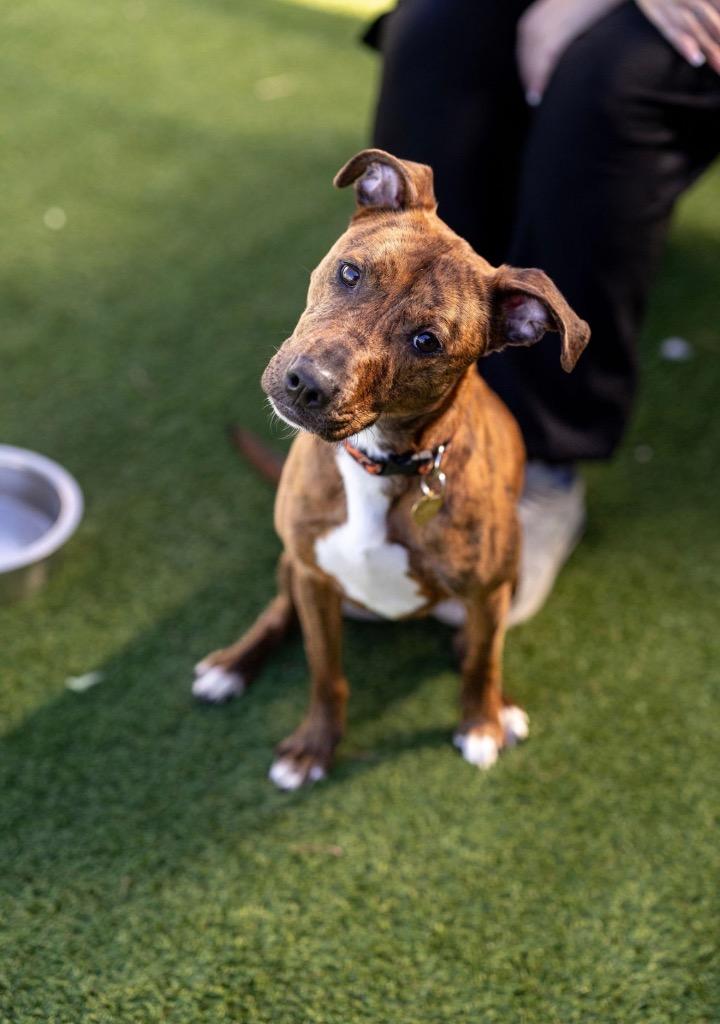 Roxy, a Adoptable mixed breed in Detroit, MI image 5/6