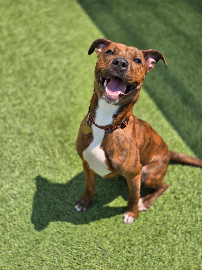 Roxy, a Adoptable mixed breed in Detroit, MI image 6/6