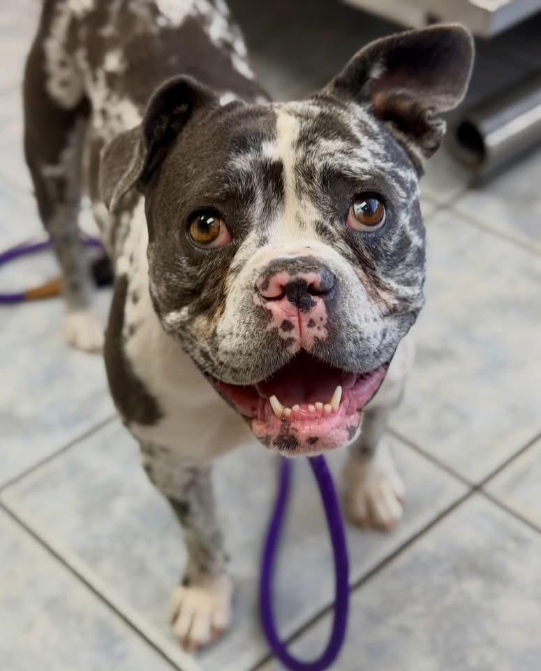 Tiki, a ADOPTABLE mixed breed in Las Vegas, NV image 3/6