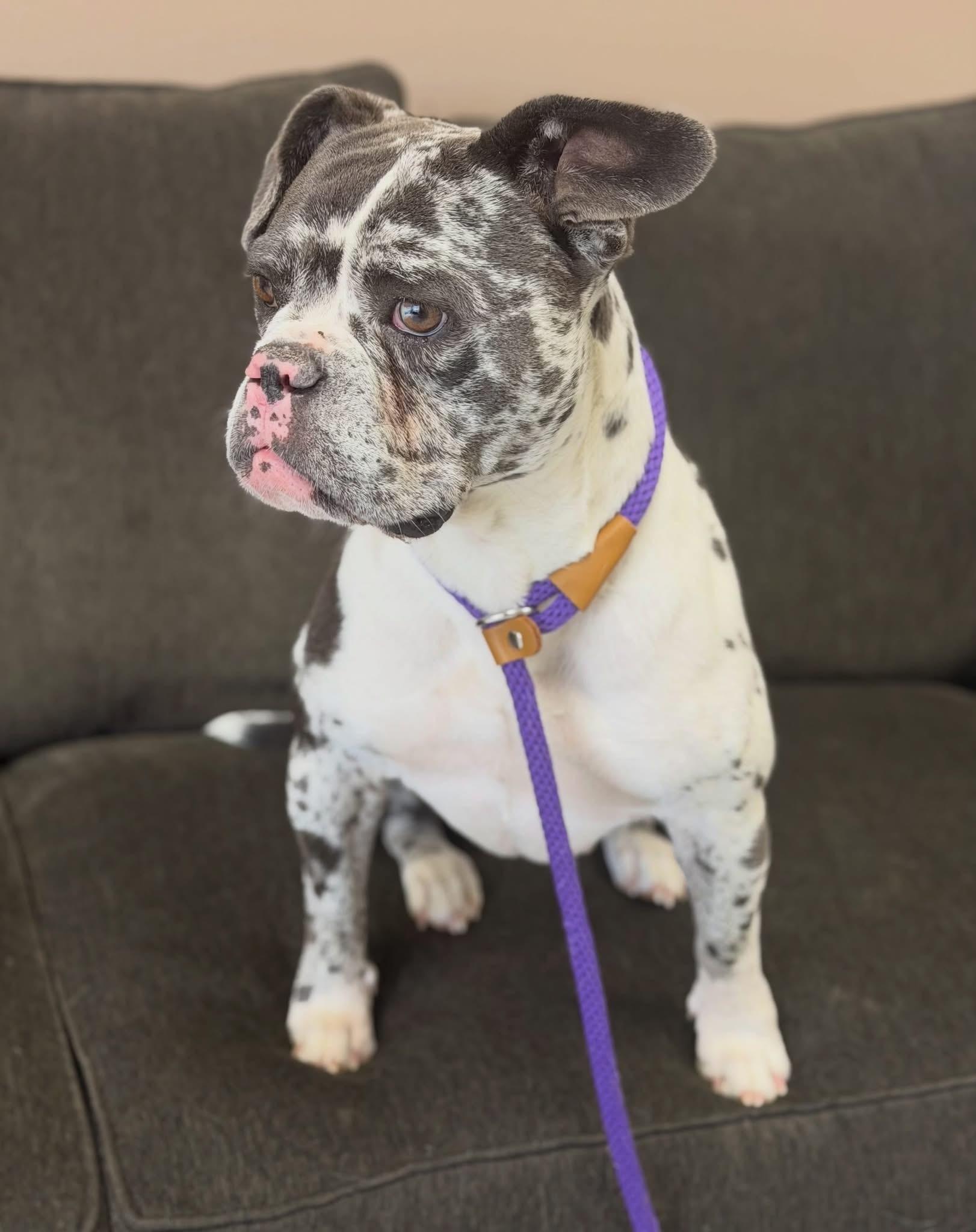 Tiki, a ADOPTABLE mixed breed in Las Vegas, NV image 5/6