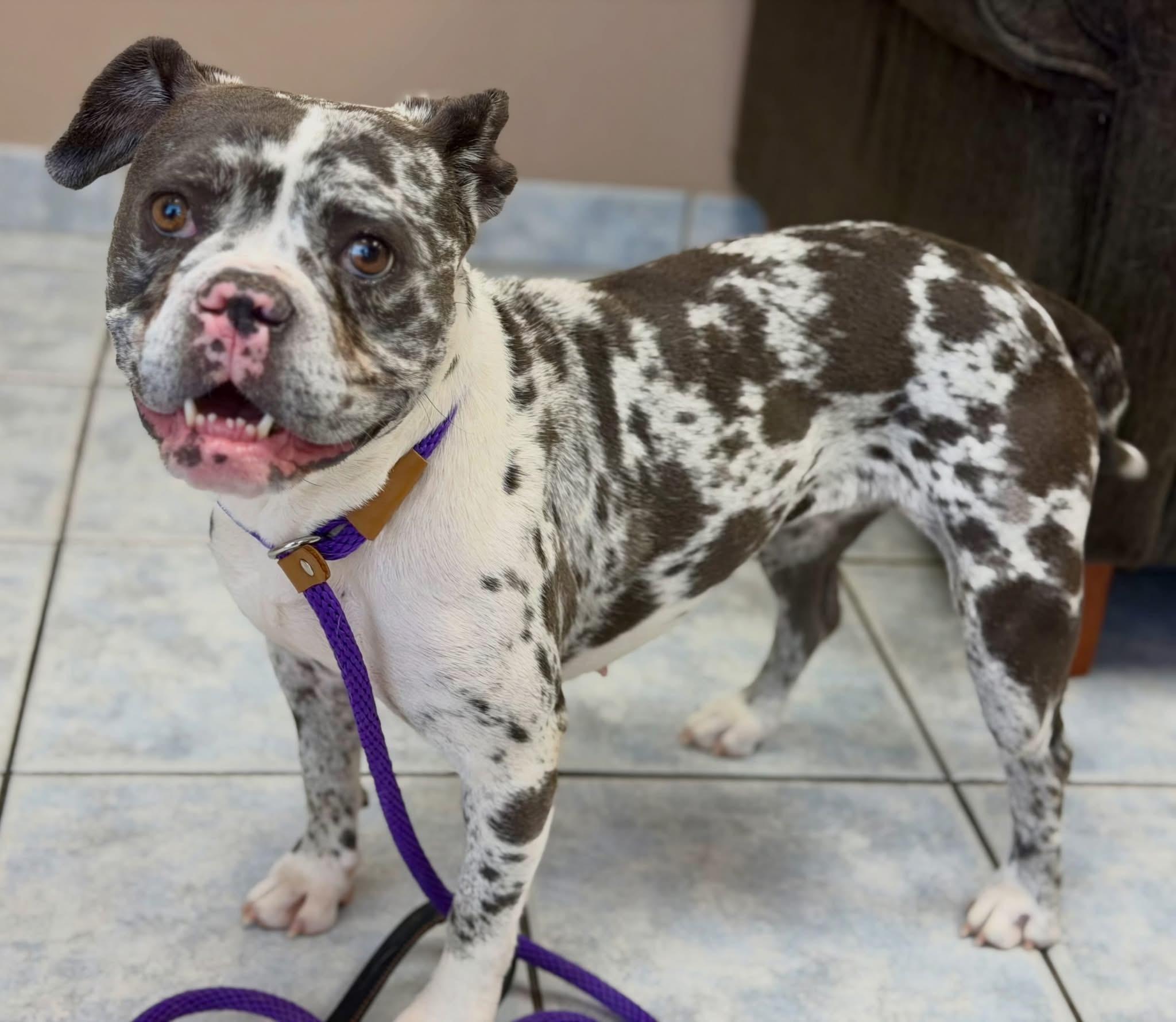 Tiki, ADOPTABLE, Young Female Bulldog.