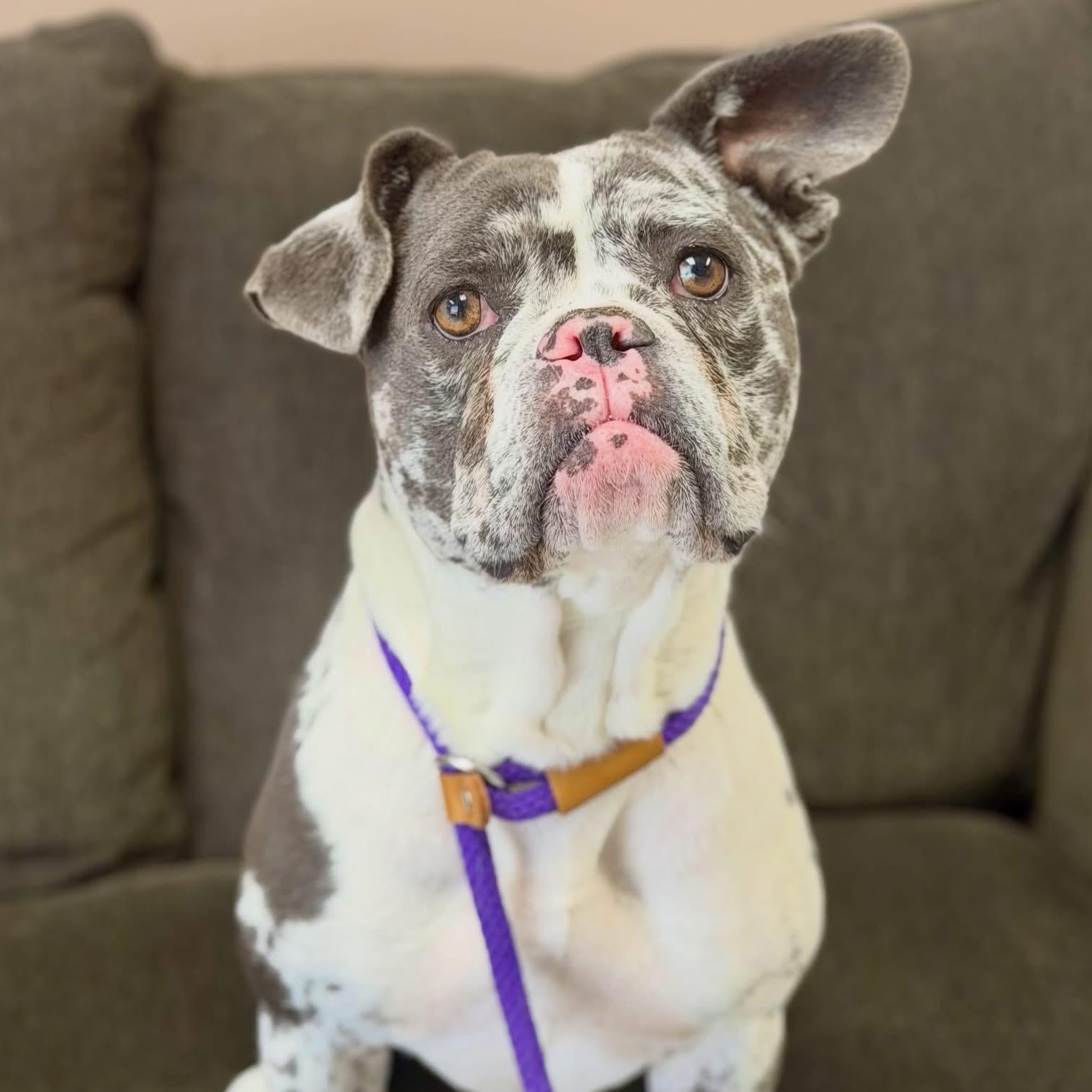 Tiki, Adoptable, Young Female Bulldog.