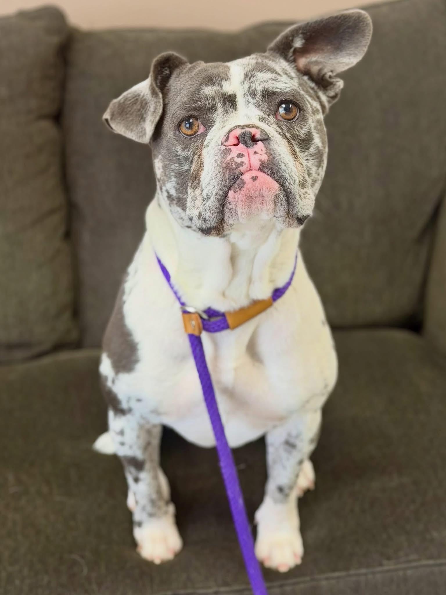 Tiki, a ADOPTABLE mixed breed in Las Vegas, NV image 6/6
