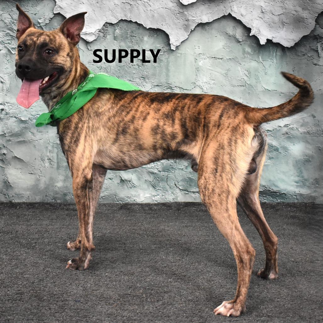 Enlarge Supply, a Adoptable Pit Bull Terrier in Yuma, AZ image 1/2