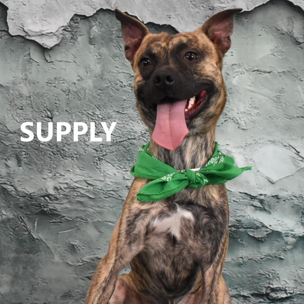 Enlarge Supply, a Adoptable Pit Bull Terrier in Yuma, AZ image 2/2