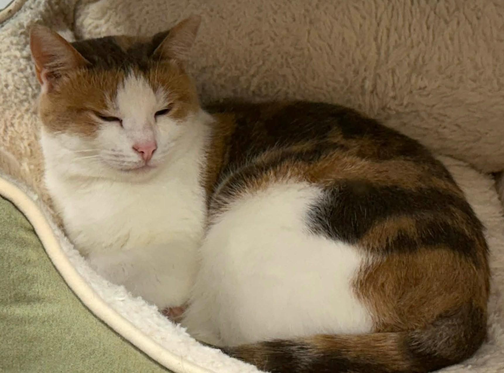 Enlarge Britannia, a Adoptable Domestic Short Hair in Grand Rapids, MI image 2/5