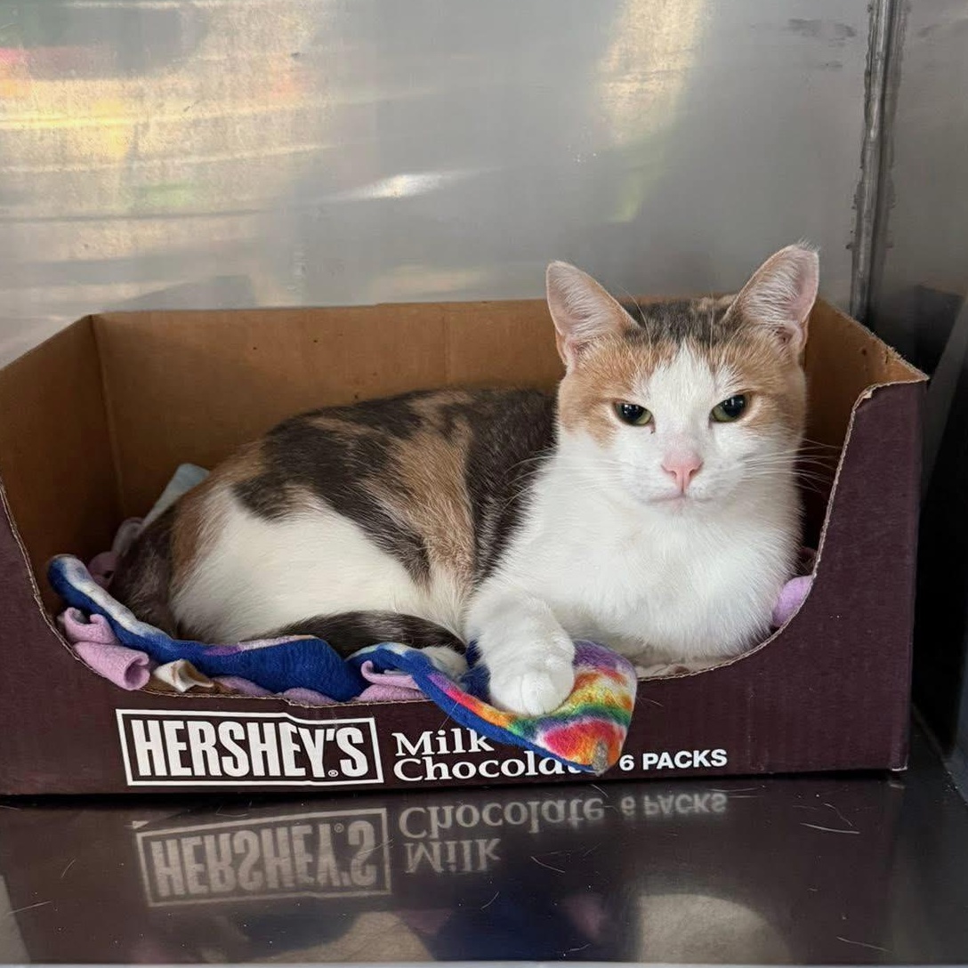 Enlarge Britannia, a Adoptable Domestic Short Hair in Grand Rapids, MI image 4/5
