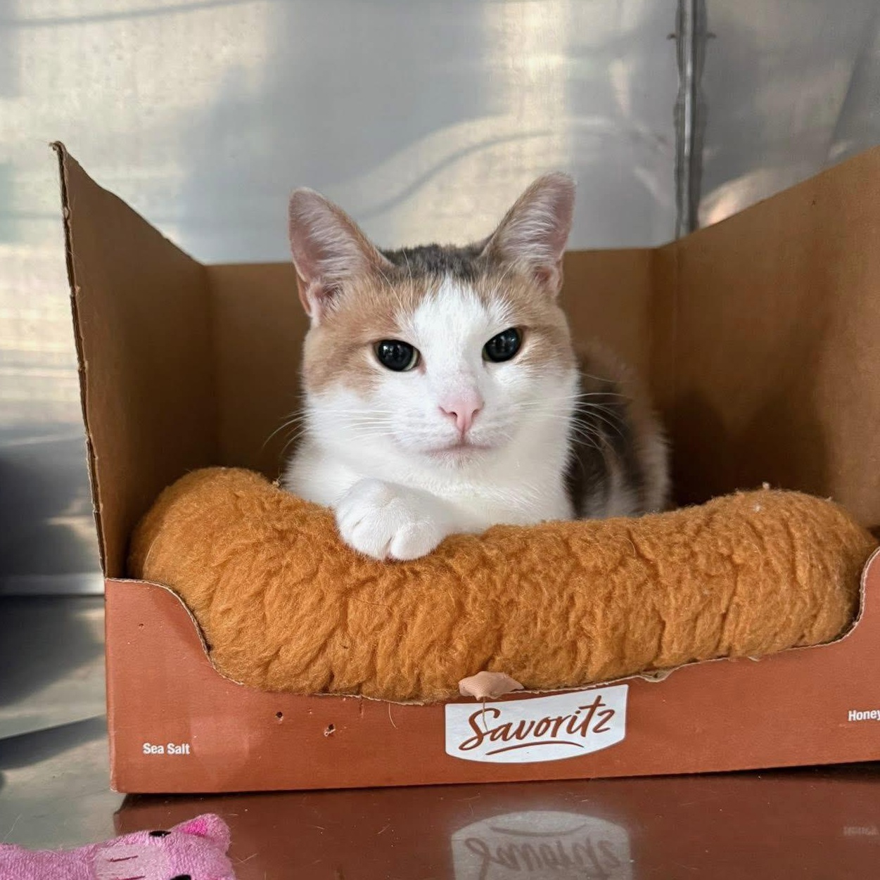 Enlarge Britannia, a Adoptable Domestic Short Hair in Grand Rapids, MI image 5/5