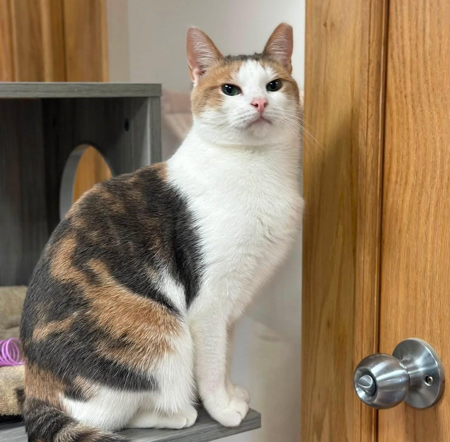 Enlarge Britannia, a Adoptable Domestic Short Hair in Grand Rapids, MI image 3/5