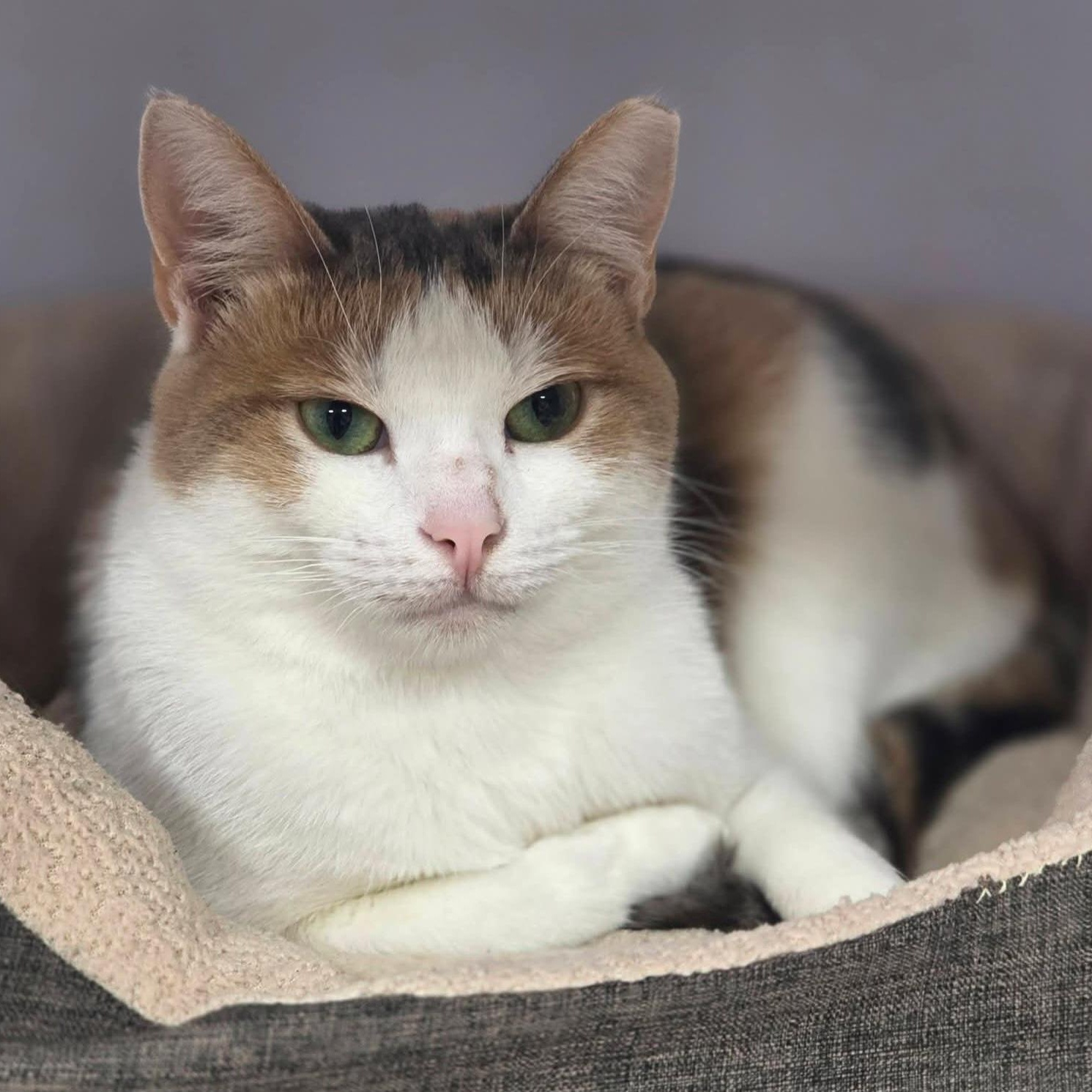 Enlarge Britannia, a Adoptable Domestic Short Hair in Grand Rapids, MI image 1/5