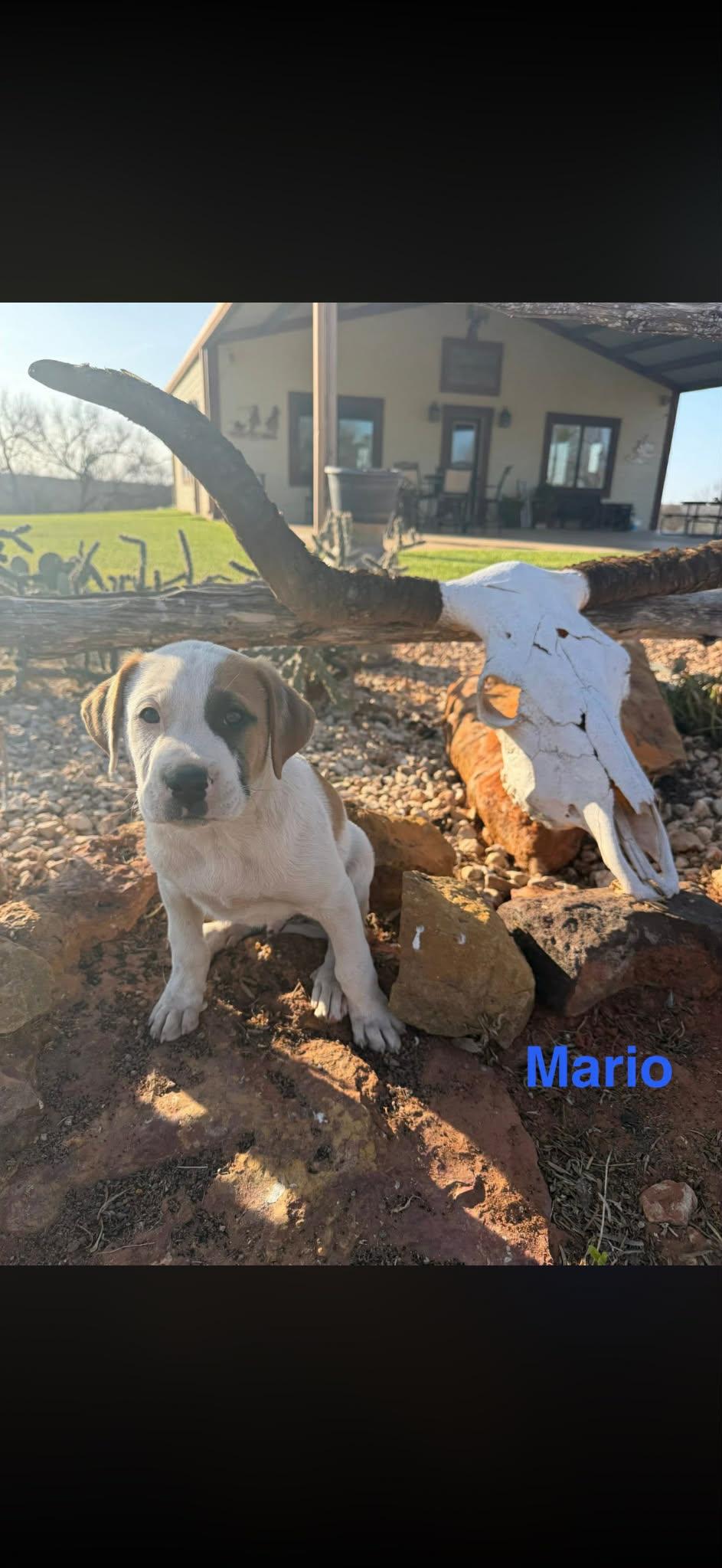 Mario, Adoptable, Puppy Male Mastiff.