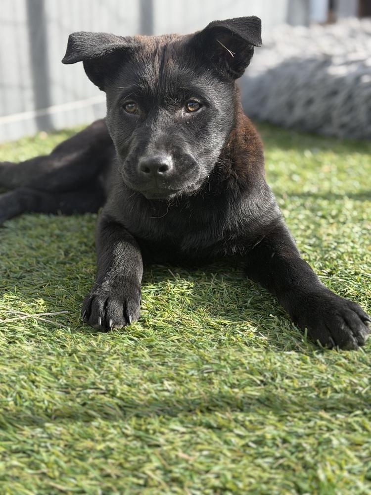 Enlarge Rocky, a Adoptable mixed breed in Denver, CO image 1/6