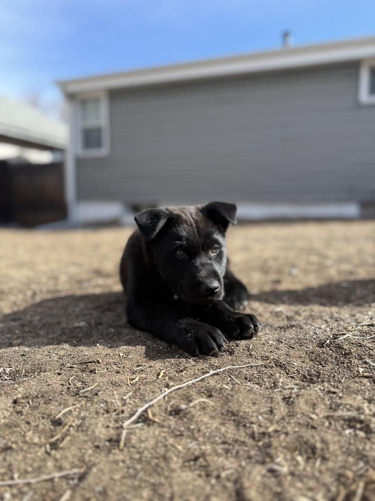 Enlarge Rocky, a Adoptable mixed breed in Denver, CO image 1/6