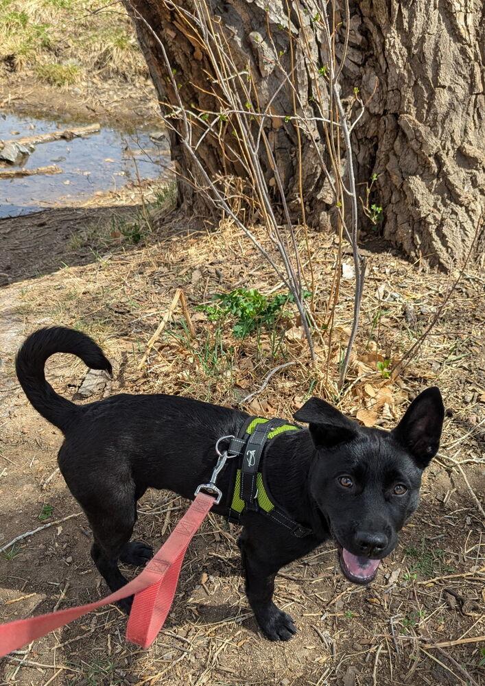 Enlarge Rocky, a Adoptable mixed breed in Denver, CO image 2/6