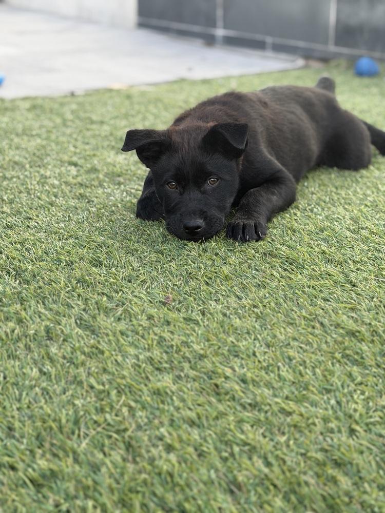 Enlarge Rocky, a Adoptable mixed breed in Denver, CO image 3/6
