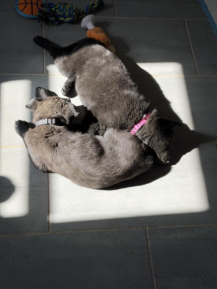 Enlarge Rocky, a Adoptable mixed breed in Denver, CO image 2/6