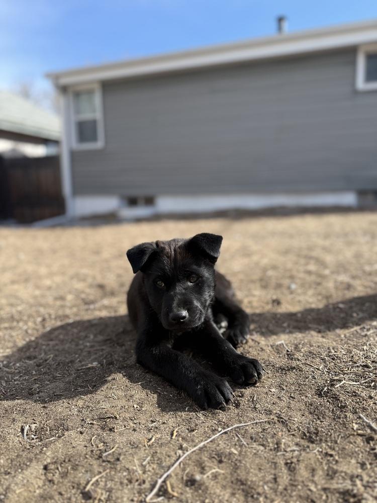 Enlarge Rocky, a Adoptable mixed breed in Denver, CO image 3/6