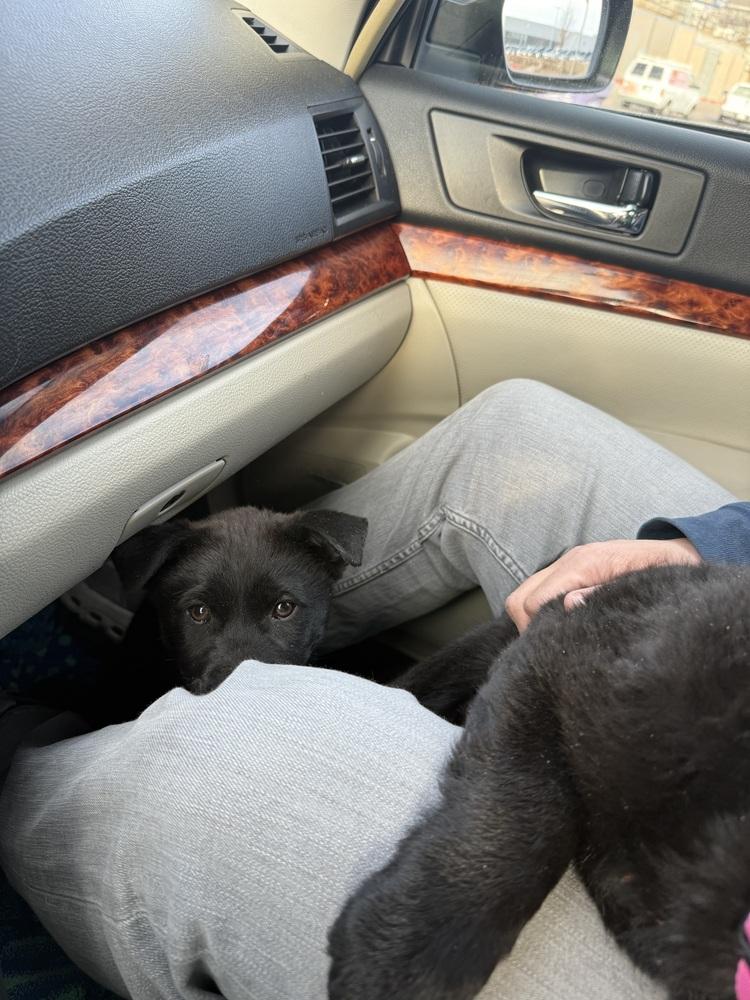 Enlarge Rocky, a Adoptable mixed breed in Denver, CO image 4/6