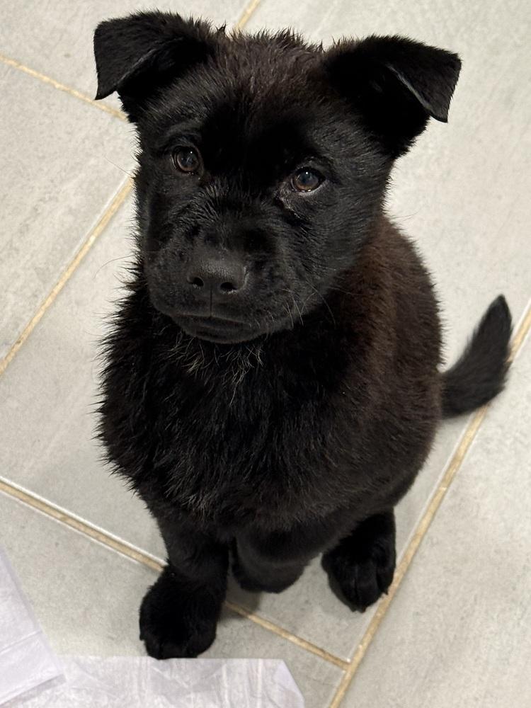 Enlarge Rocky, a Adoptable mixed breed in Denver, CO image 5/6