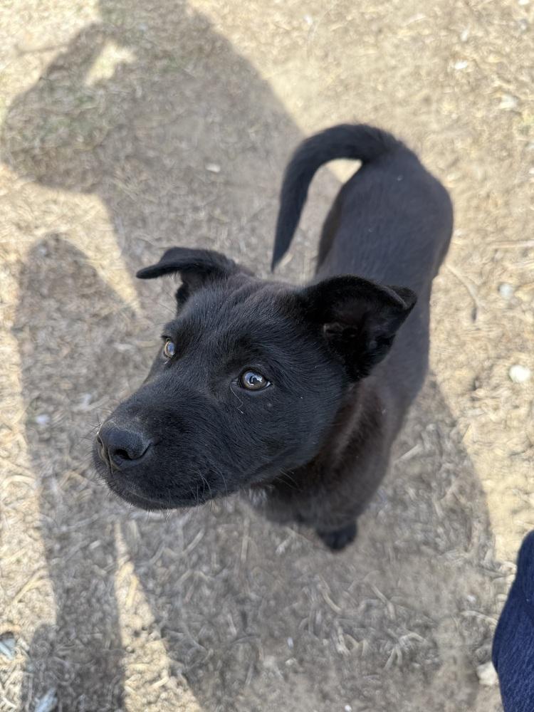 Enlarge Rocky, a Adoptable mixed breed in Denver, CO image 6/6