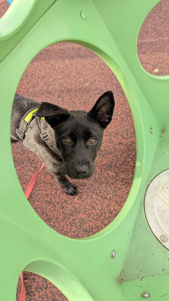 Enlarge Rocky, a Adoptable mixed breed in Denver, CO image 6/6
