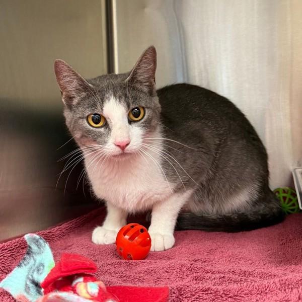 Daphne, Adoptable, Young Female Domestic Short Hair.
