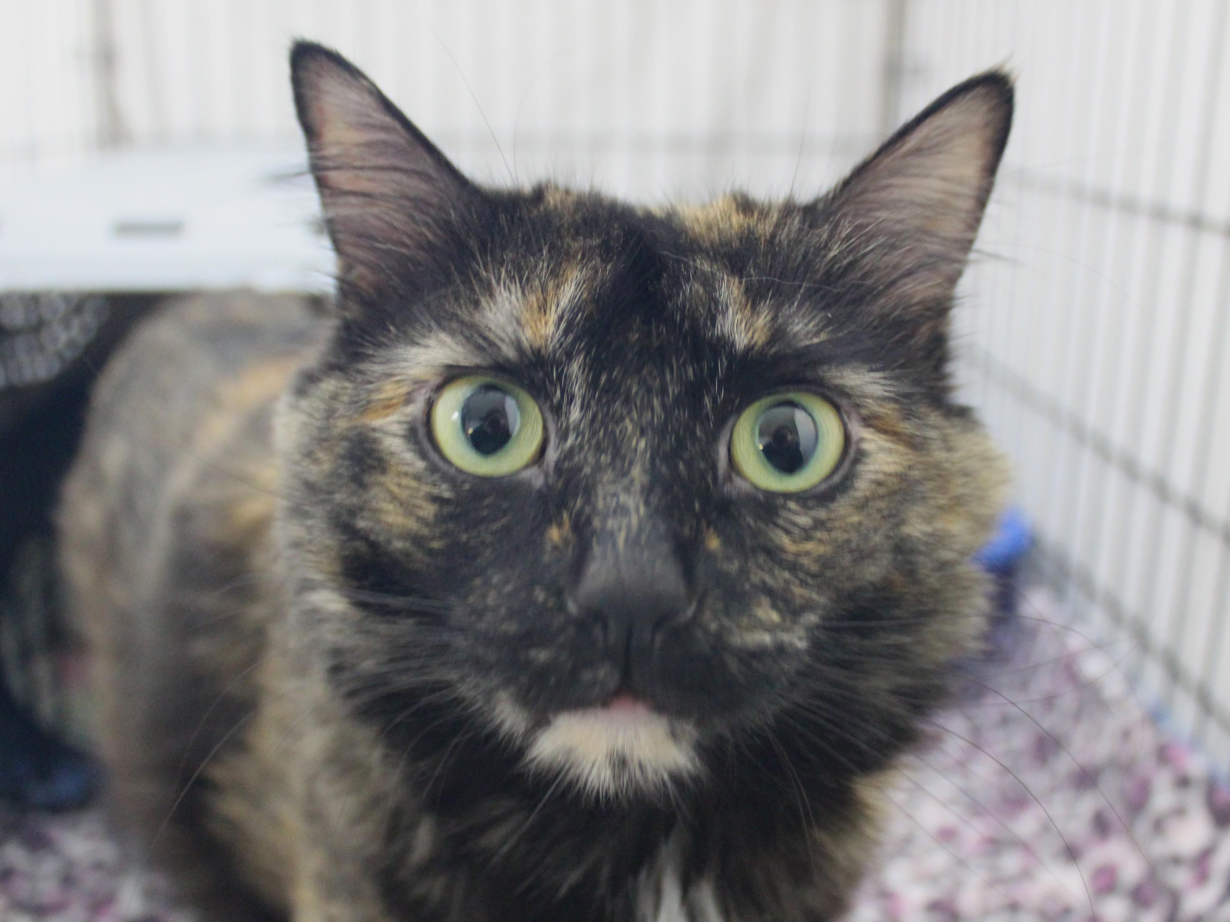 Acadia, ADOPTABLE, Adult Female Tortoiseshell.