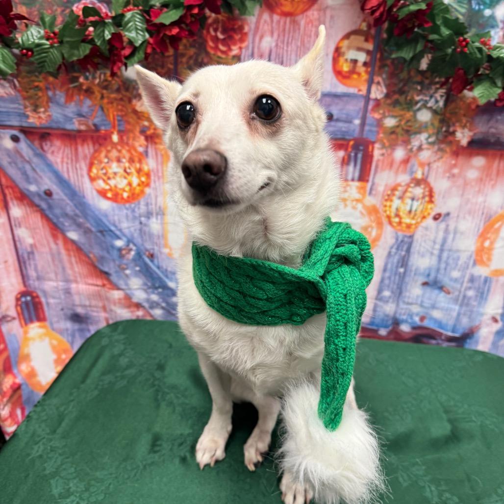 Mia, Adoptable, Senior Female Chihuahua.