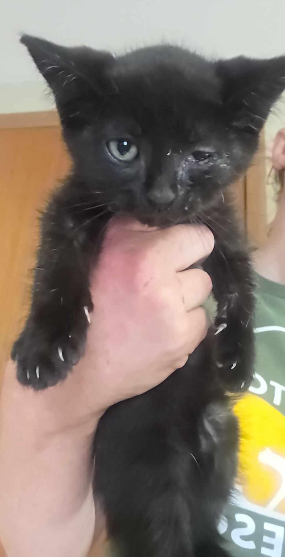 Grug, Adoptable, Young Male Domestic Medium Hair.