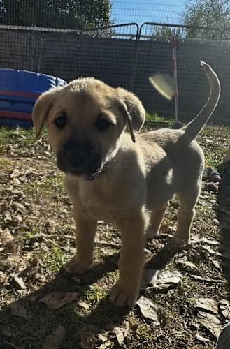 Enlarge Asoka, an adopted mixed breed in Gilbert, AZ image 4/4