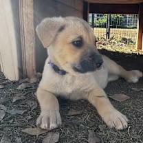 Enlarge Asoka, an adopted mixed breed in Gilbert, AZ image 2/4