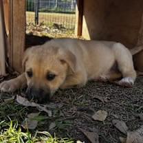 Enlarge Asoka, an adopted mixed breed in Gilbert, AZ image 3/4