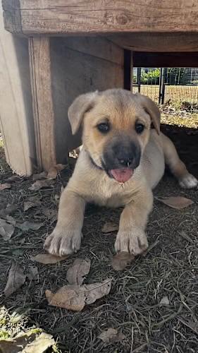 Enlarge Asoka, an adopted mixed breed in Gilbert, AZ image 1/4