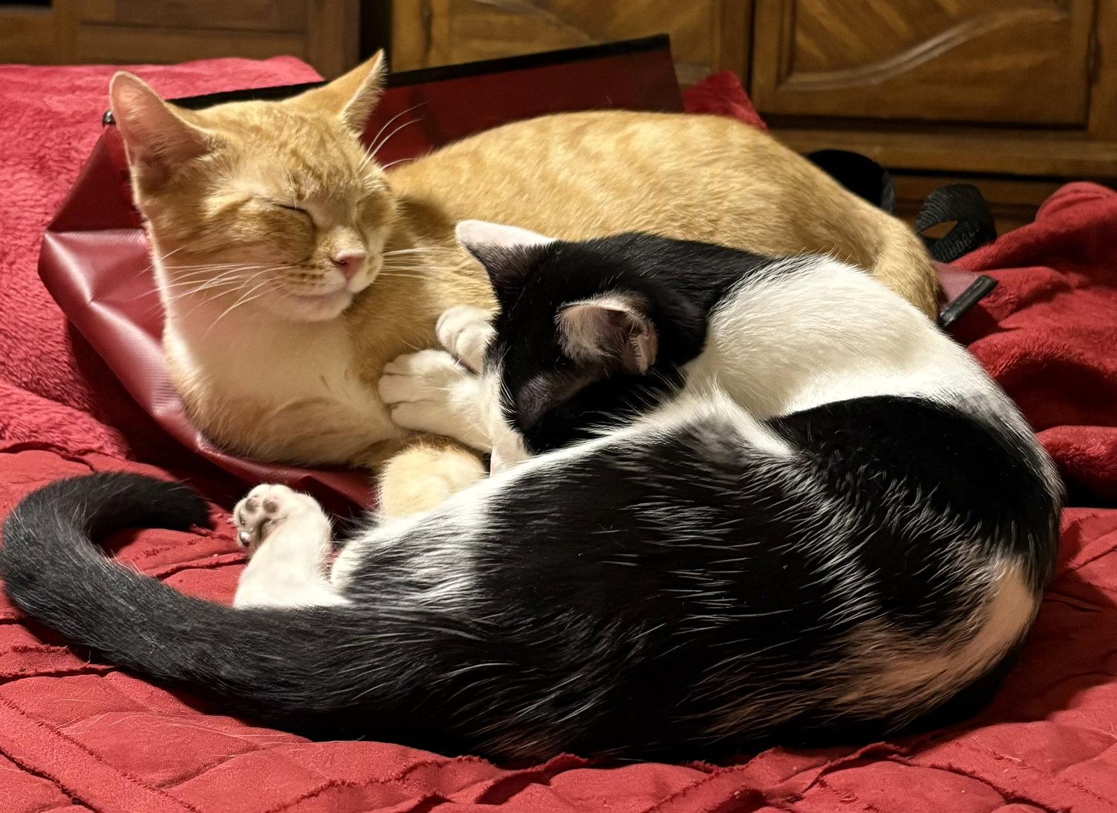 Asad, Adoptable, Adult Male Tabby & Domestic Short Hair.