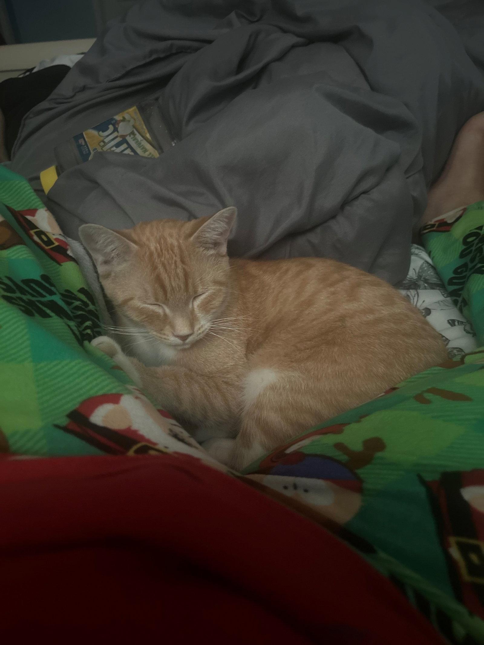 Enlarge Asad, a Adoptable mixed breed in Phoenix, AZ image 2/3