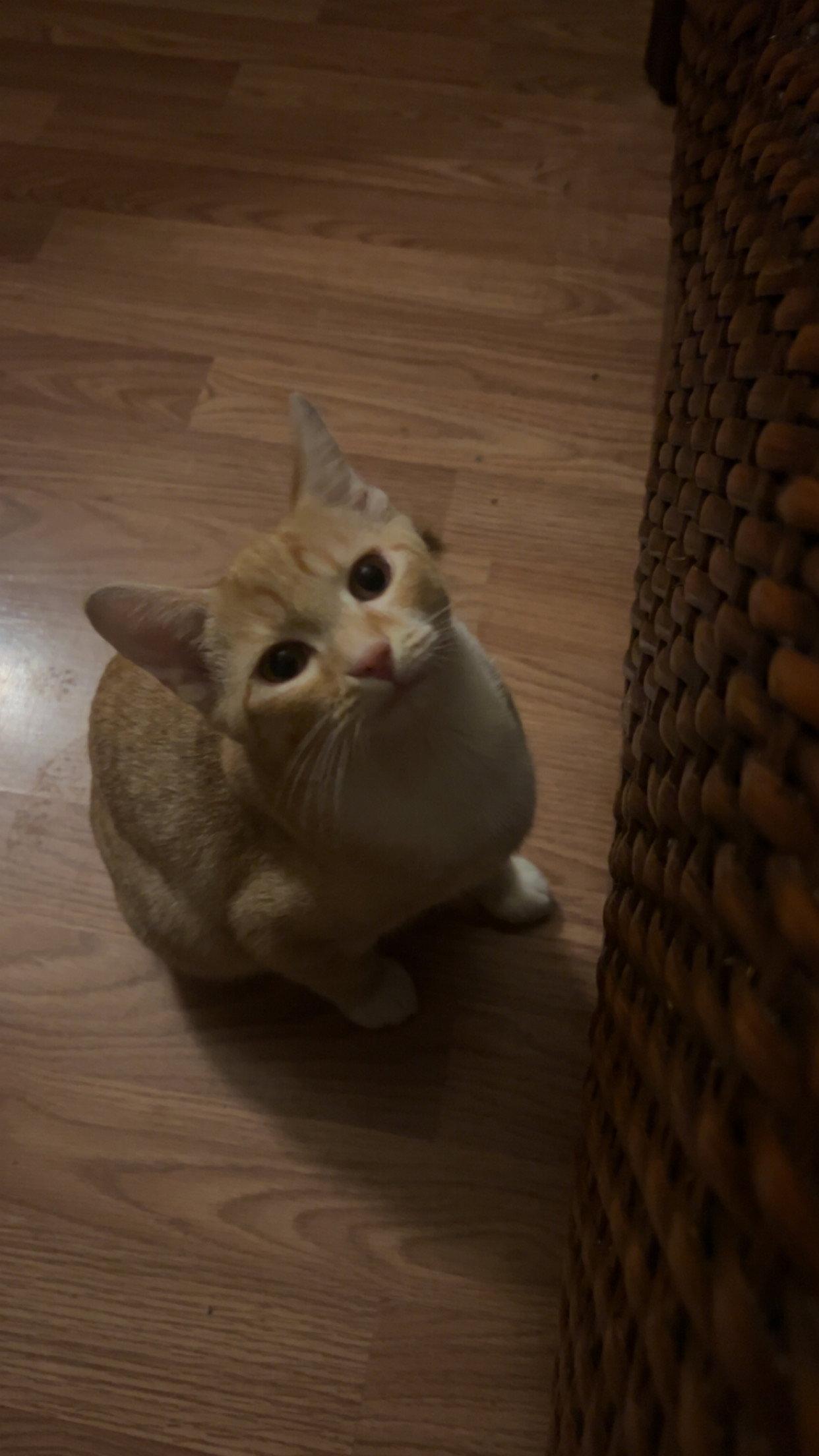 Enlarge Asad, a Adoptable mixed breed in Phoenix, AZ image 3/3