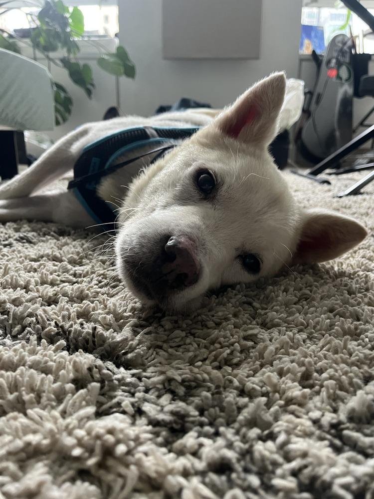 Enlarge Felix, a Adoptable Jindo in Long Island City, NY image 1/6