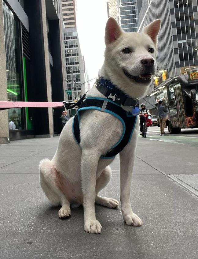 Enlarge Felix, a Adoptable Jindo in Long Island City, NY image 2/6