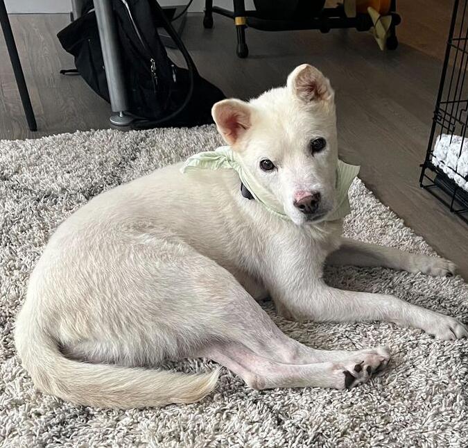 Enlarge Felix, a Adoptable Jindo in Long Island City, NY image 5/6