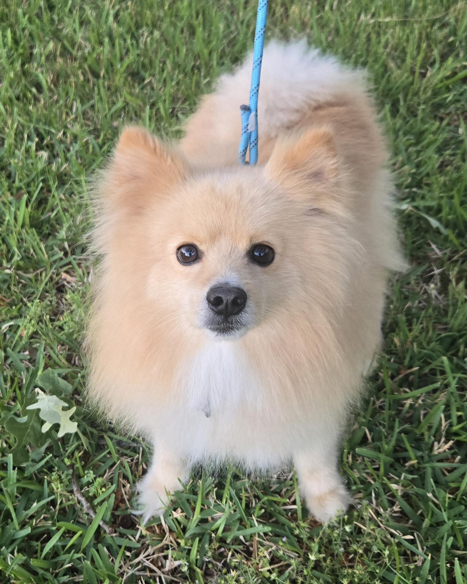Enlarge KOBE, a ADOPTABLE Pomeranian in Grand Prairie, TX image 2/4