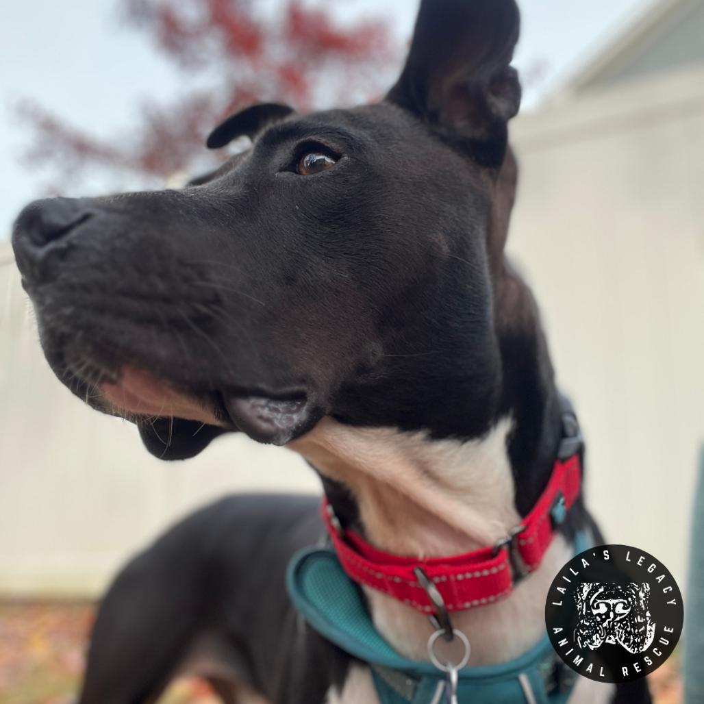 Asher, Adoptable, Adult Male Pit Bull Terrier.