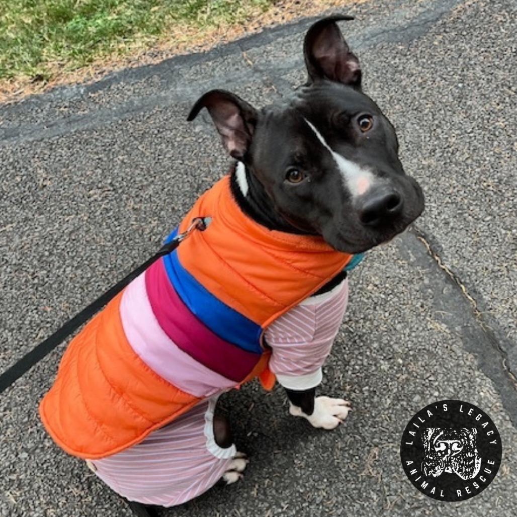 Enlarge Asher, a Adoptable Pit Bull Terrier in Washington, DC image 2/6