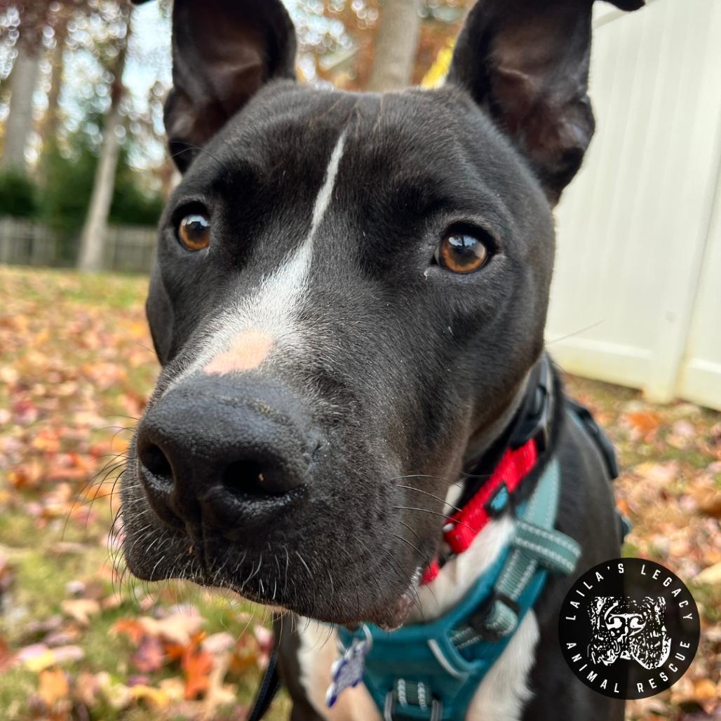 Enlarge Asher, a Adoptable Pit Bull Terrier in Washington, DC image 3/6