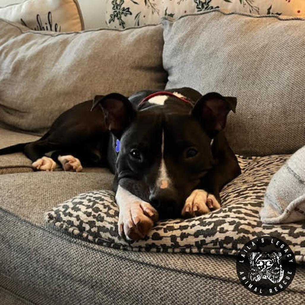 Enlarge Asher, a Adoptable Pit Bull Terrier in Washington, DC image 4/6
