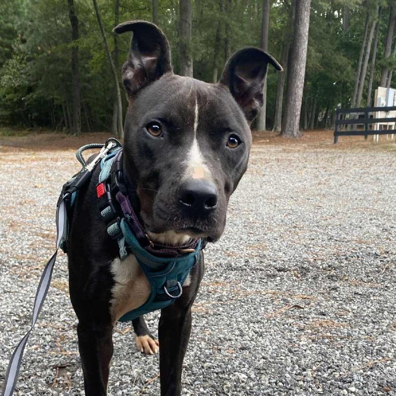 Enlarge Asher, a Adoptable Pit Bull Terrier in Washington, DC image 5/6