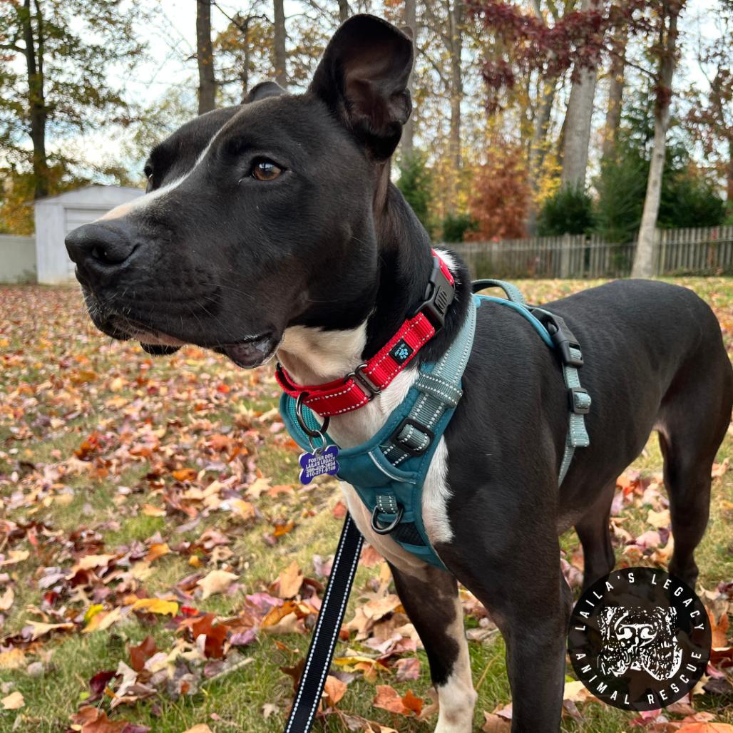 Enlarge Asher, a Adoptable Pit Bull Terrier in Washington, DC image 6/6