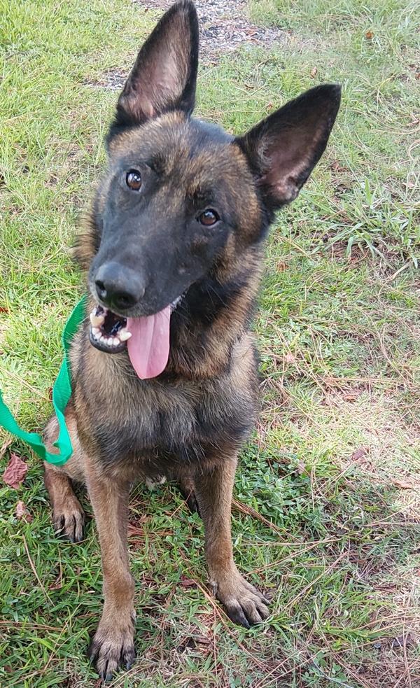 Echo, Adoptable, Adult Male Belgian Shepherd / Malinois.